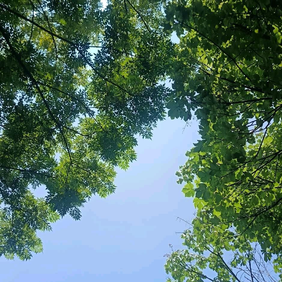 小高说药材