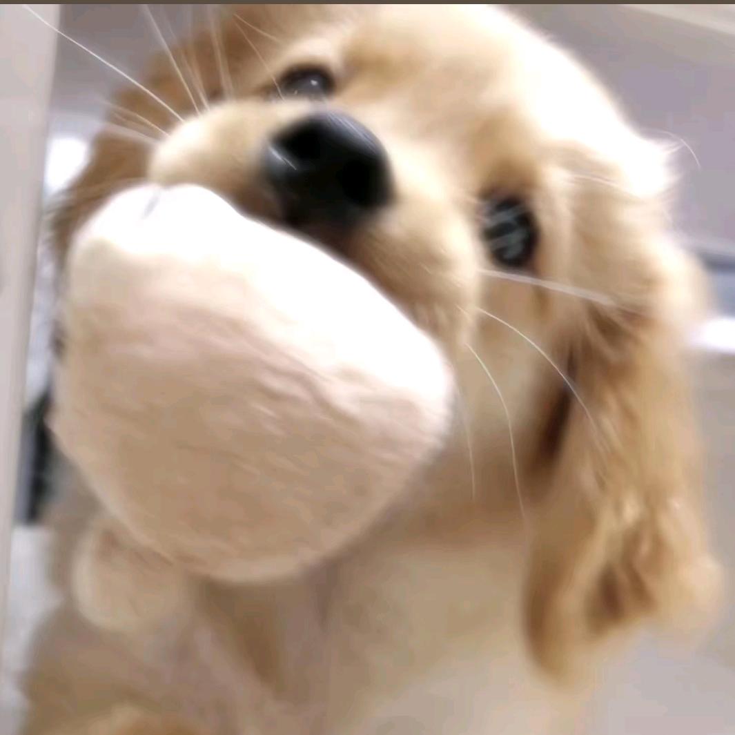 萌宠之家（要🐶俬）