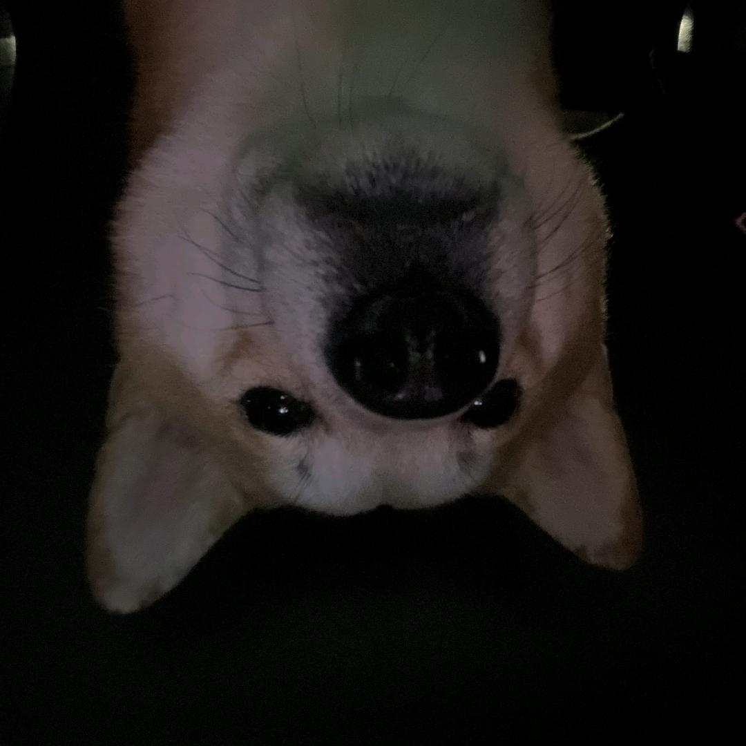 大黄