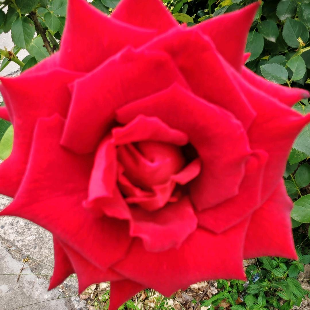 🥀毒ঞ玫💞瑰࿐