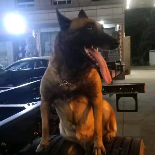 狼魂