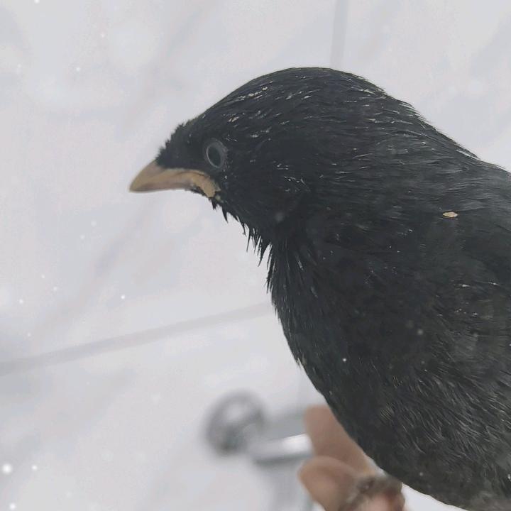 龙岩八哥鸟专业户