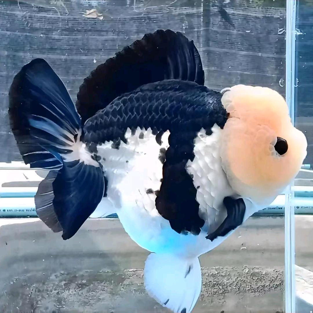 大东观赏鱼