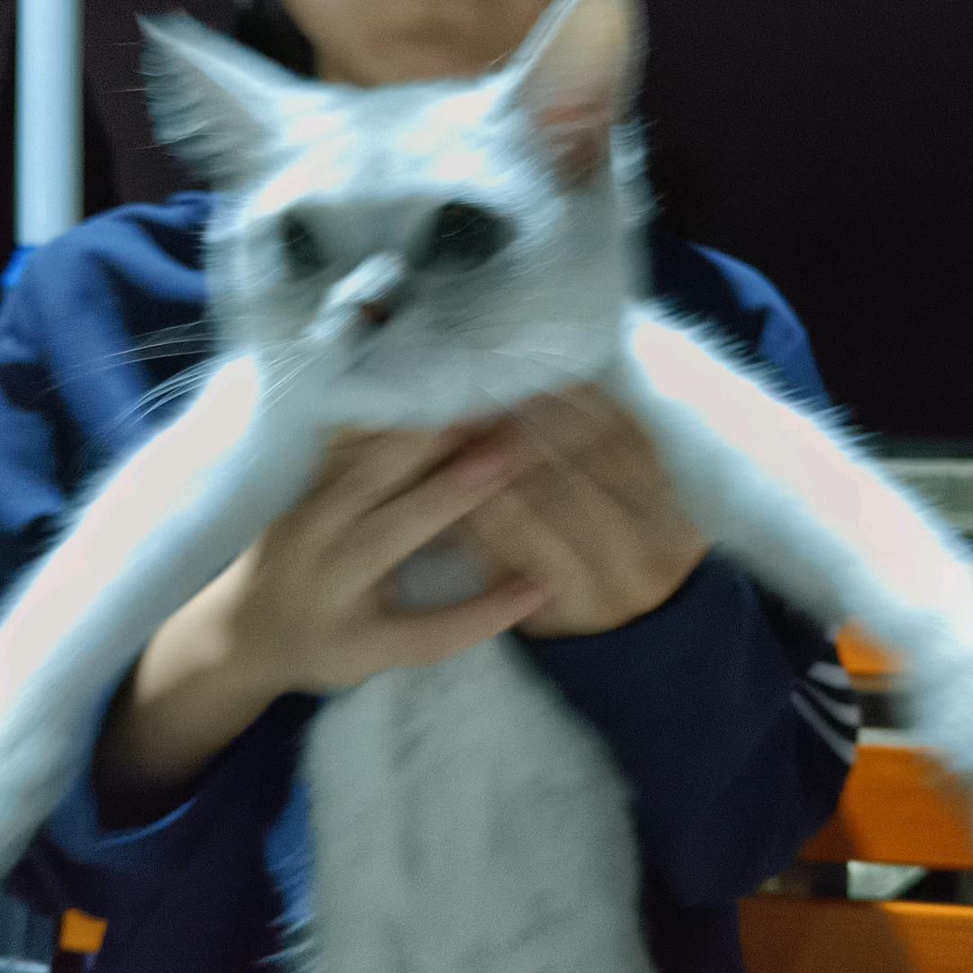 小马