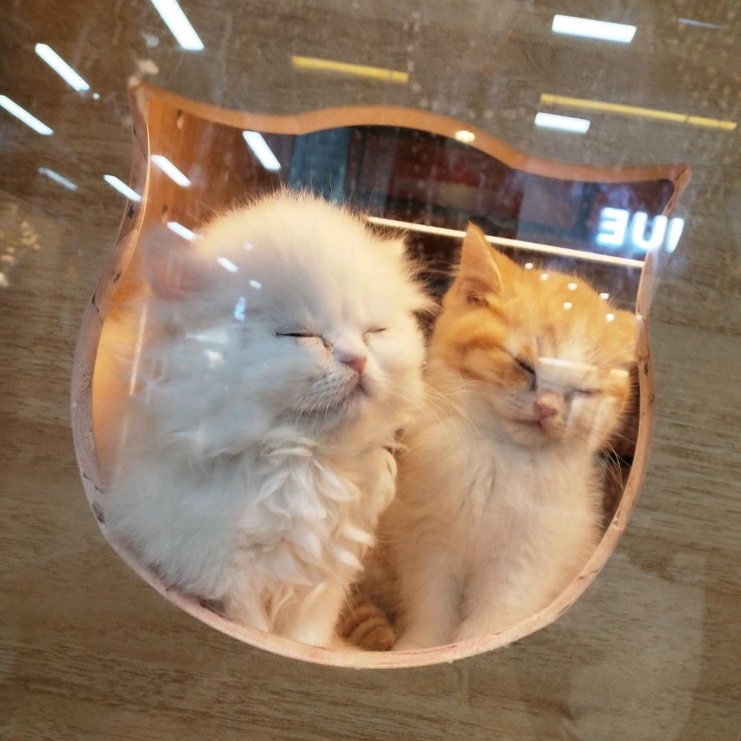 姜茶伴昼夏