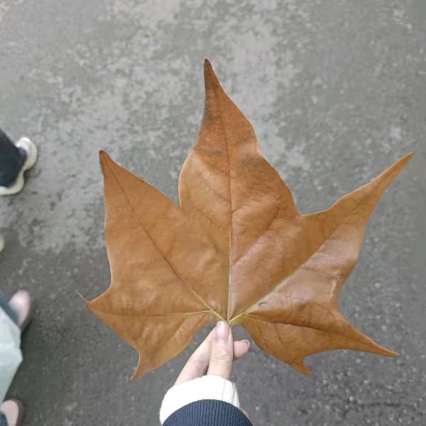 发誓放弃面包小甜甜