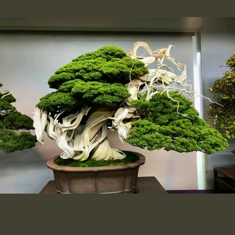 柏圈