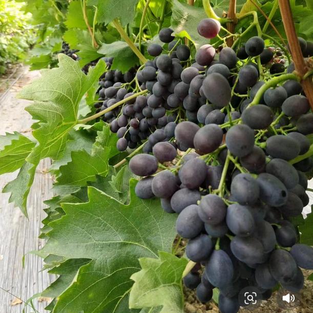 @七夏   无公害自然熟玫瑰香葡萄🍇