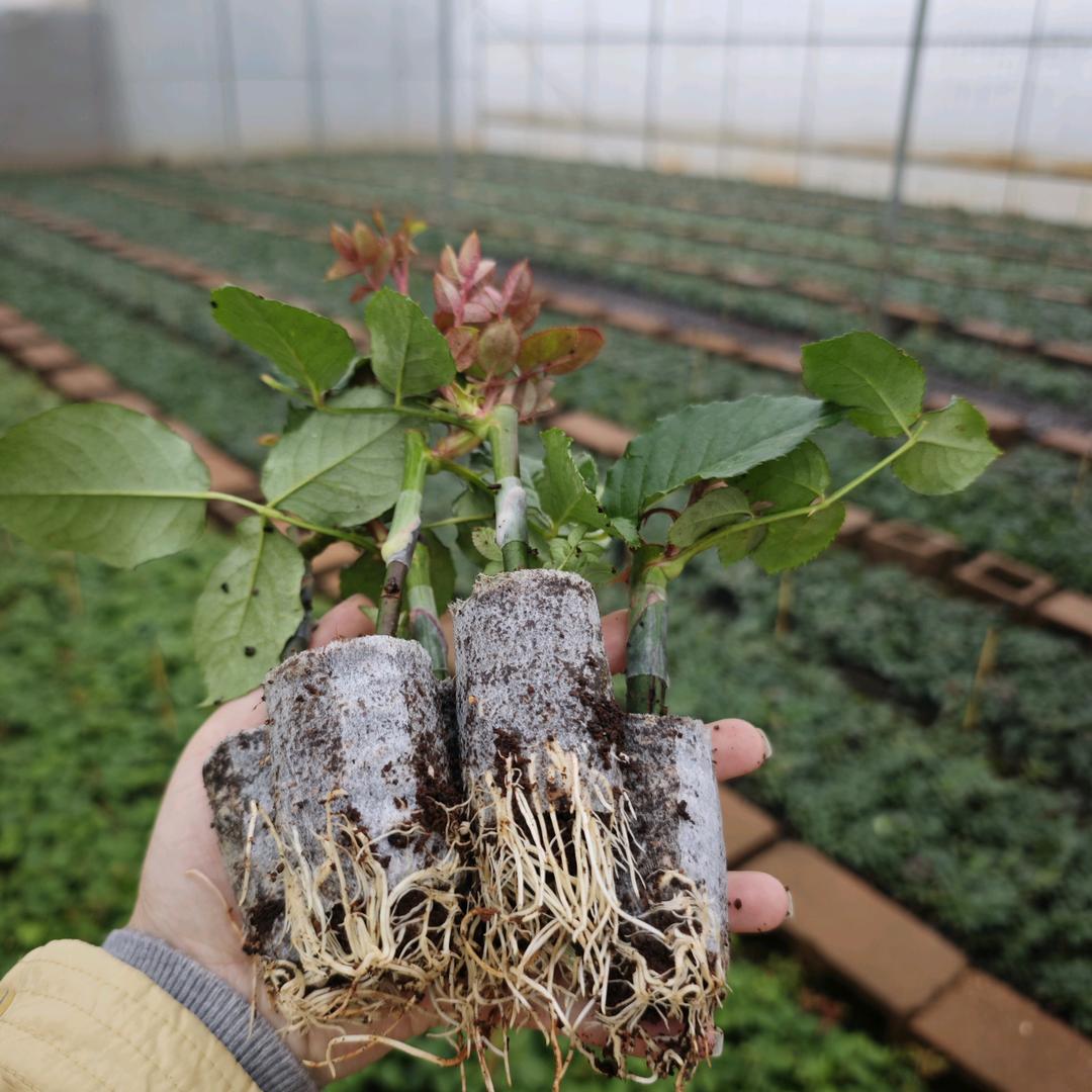 花儿玫瑰种苗基地