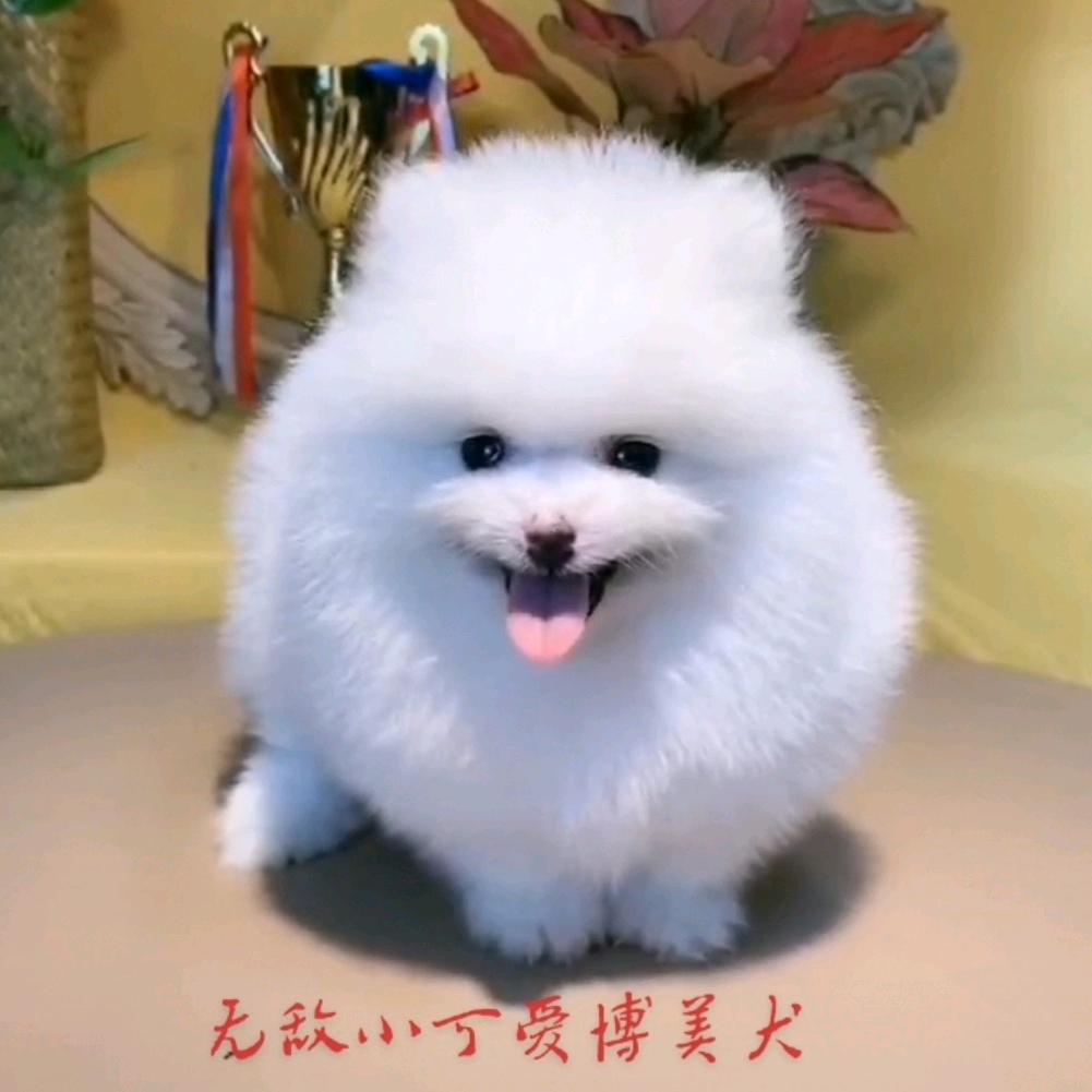 阿友宠物