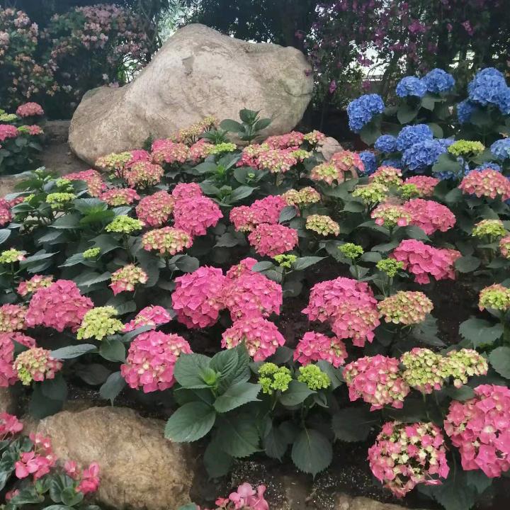芬'