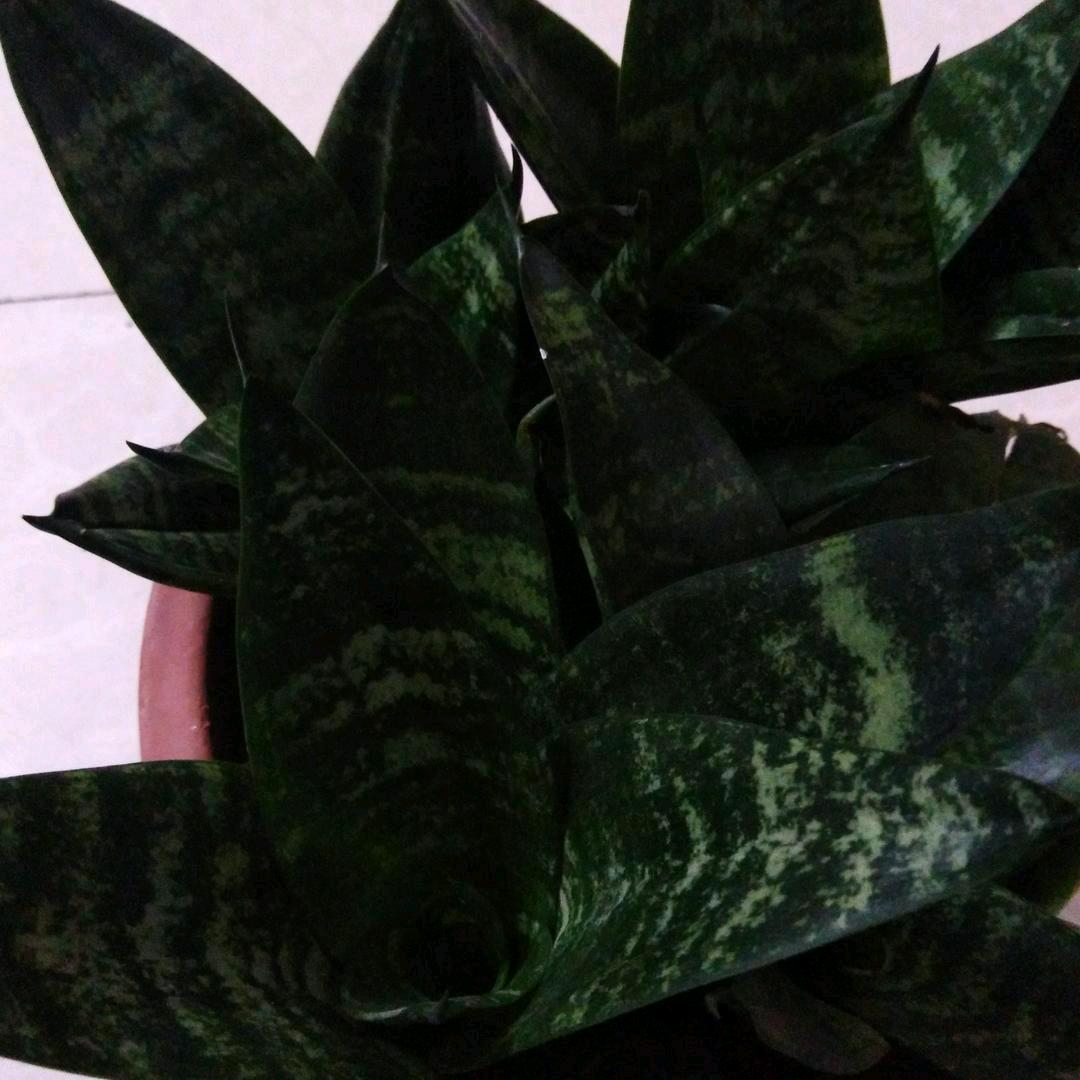 用户5679097656152四季平安