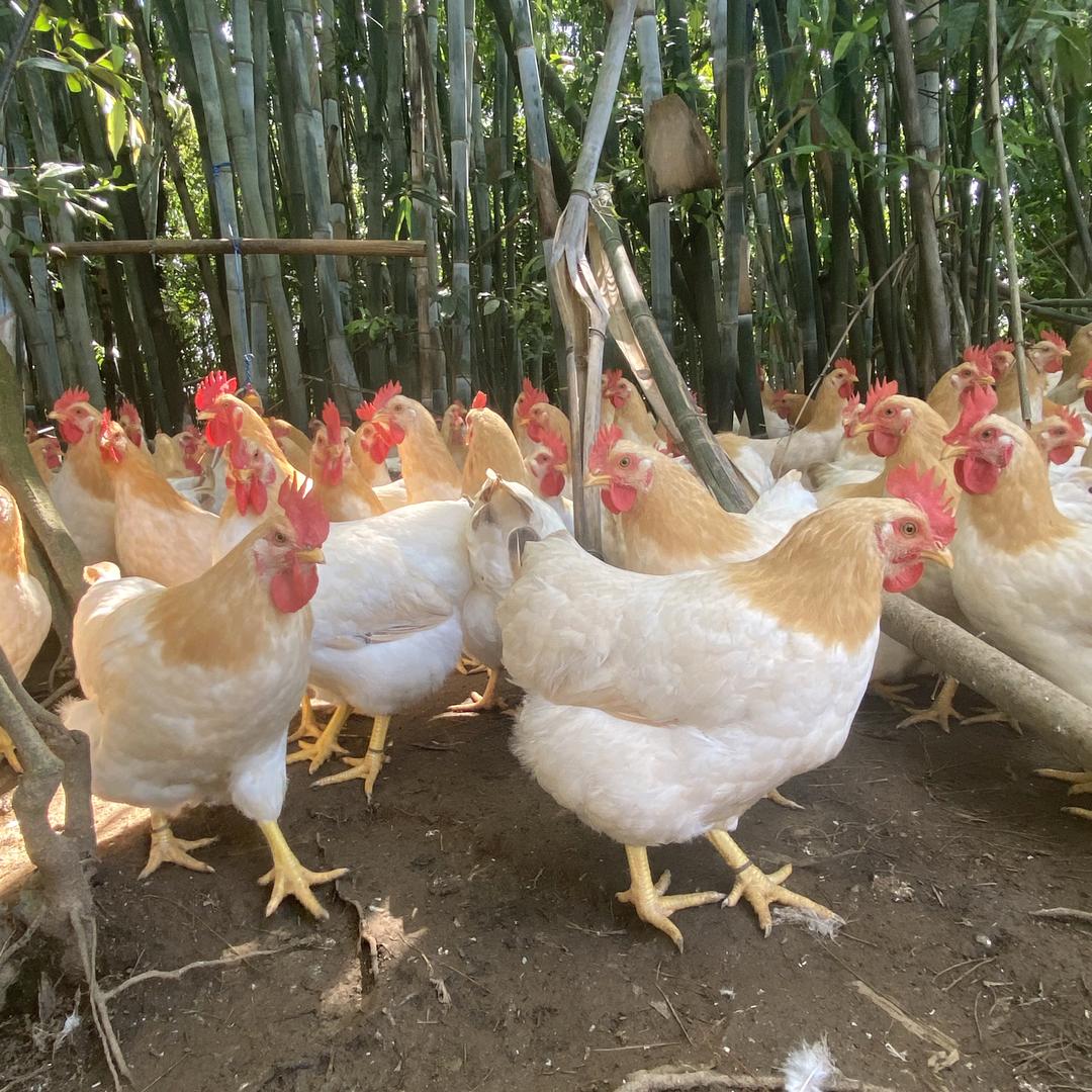 大进农牧饶武忠