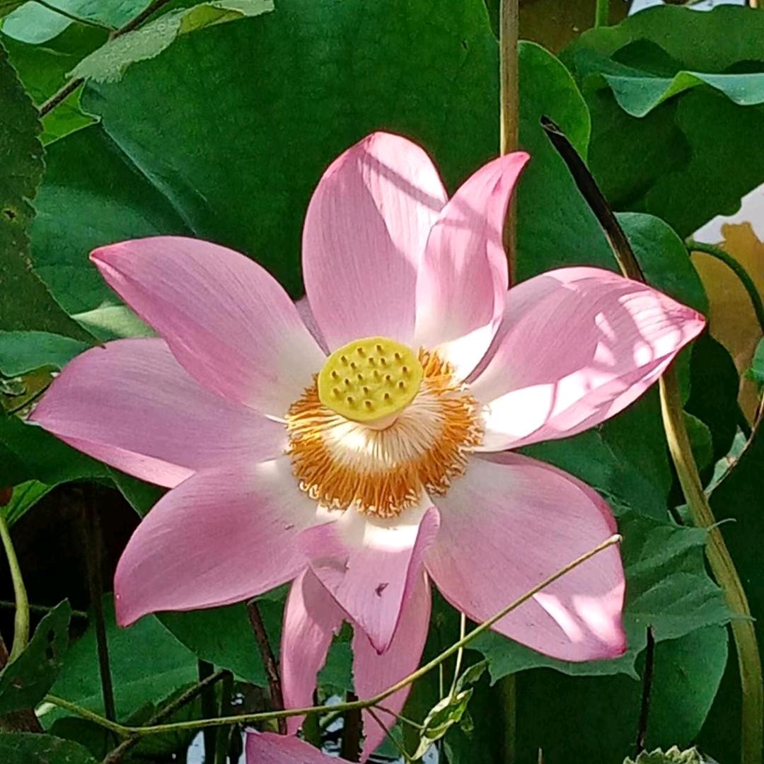 小双