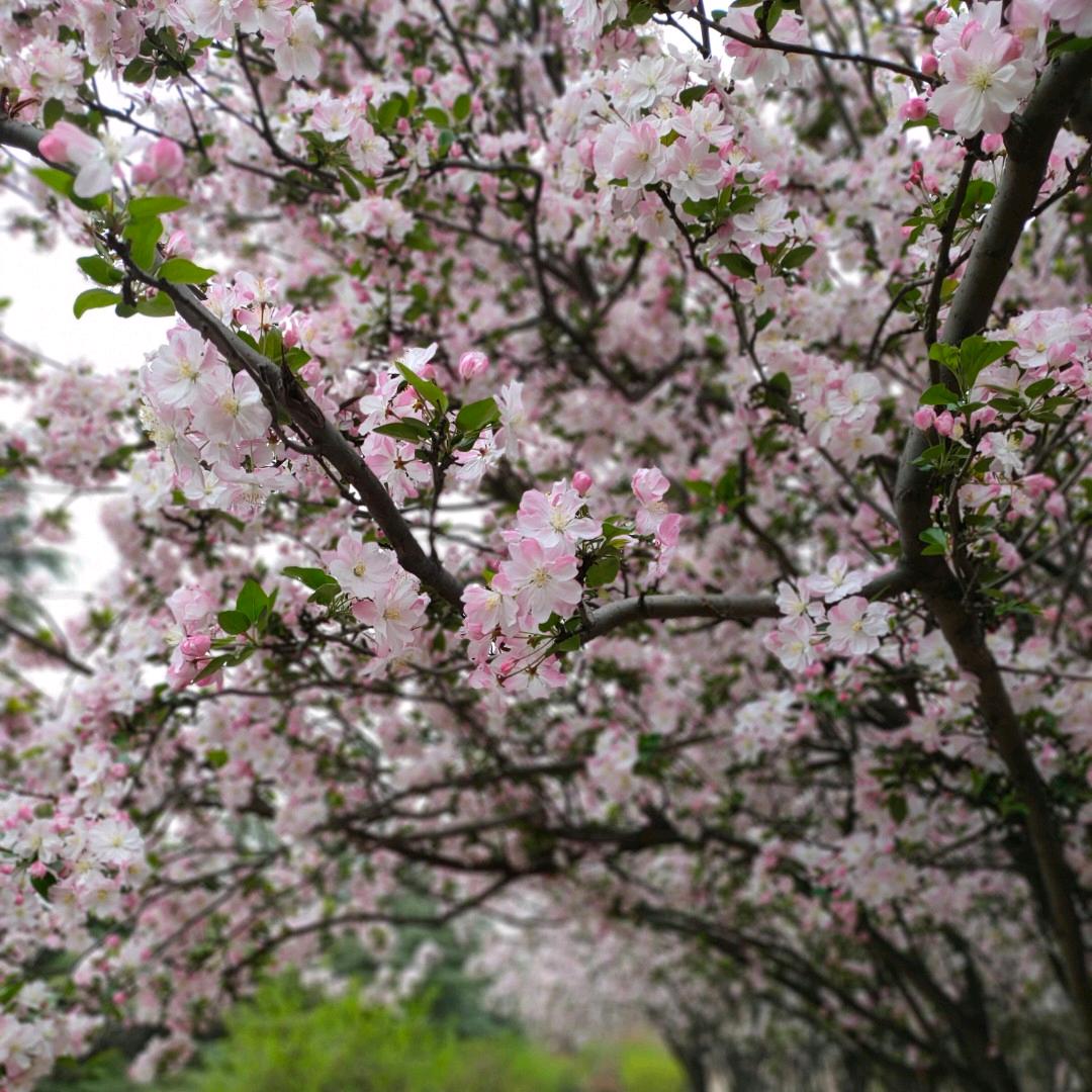 莉🌸