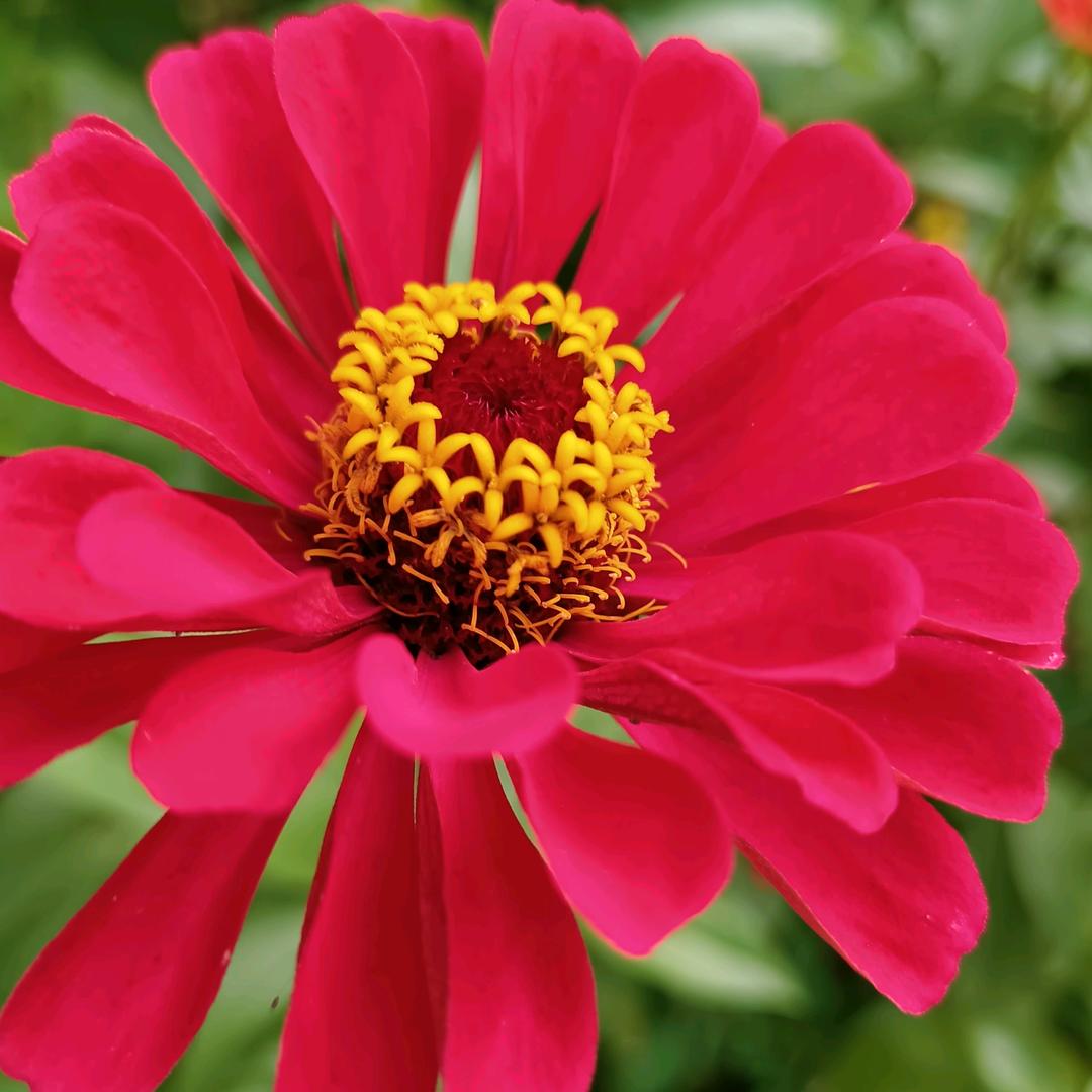 🌷明天🌹☀🌹会好❤