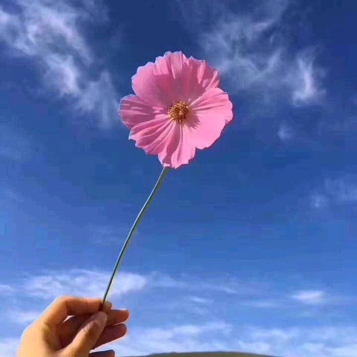 蓝天丽行（火）