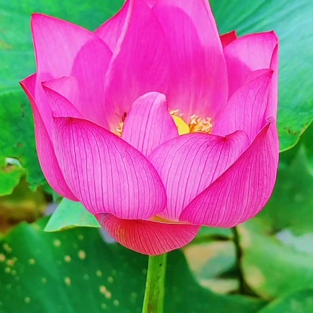 春暖花开幸子
