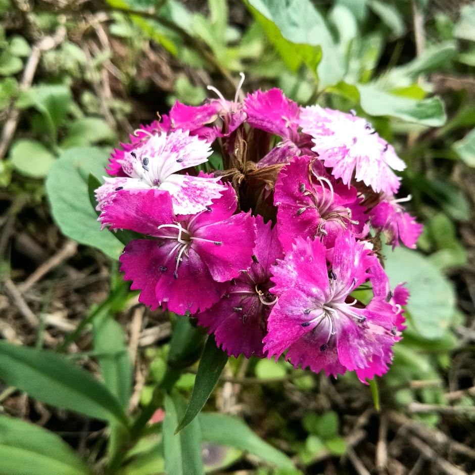 花开花谢