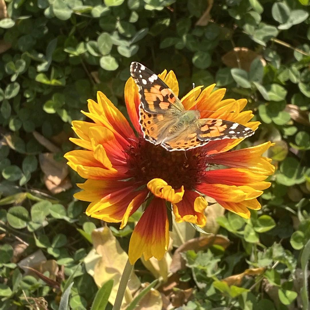 ꦿ໊往事᭄清零᭄ꦿᩚ٭