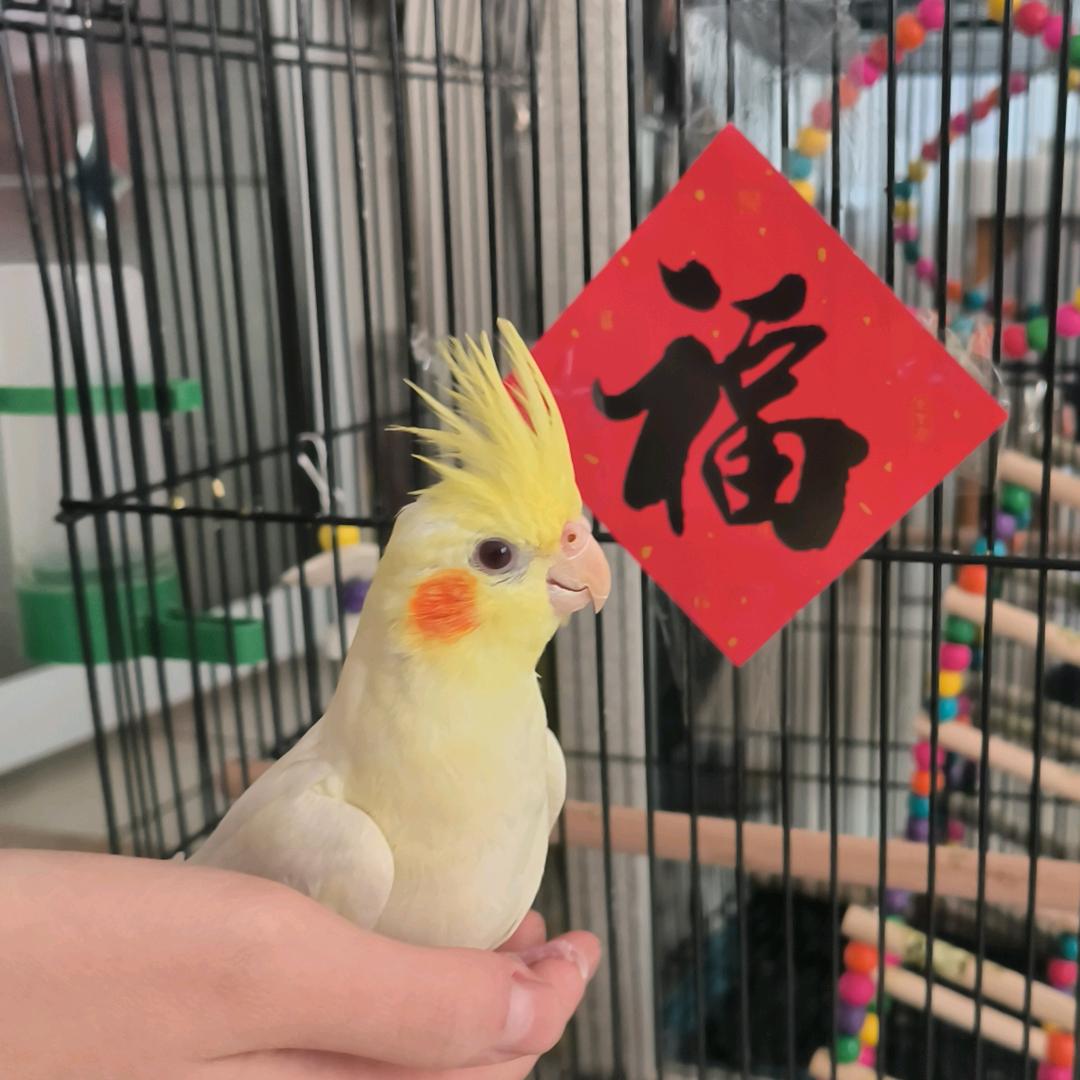刁芝光