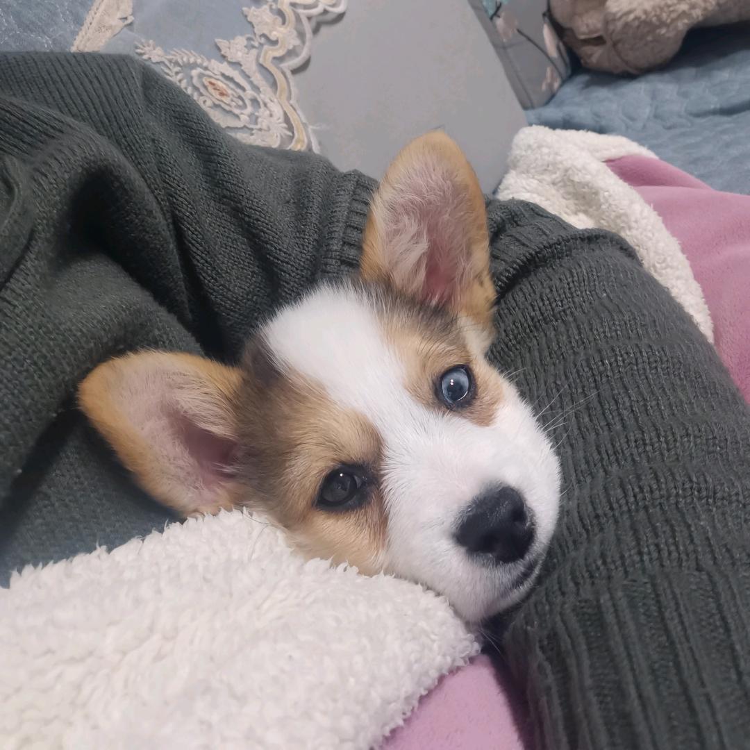 🌈小短腿点点