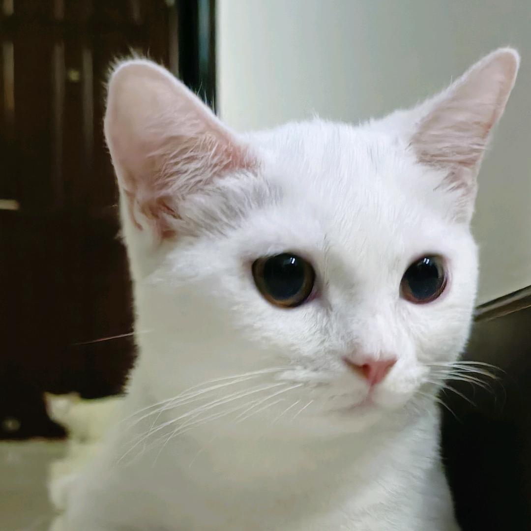 小猫星星和朋友们