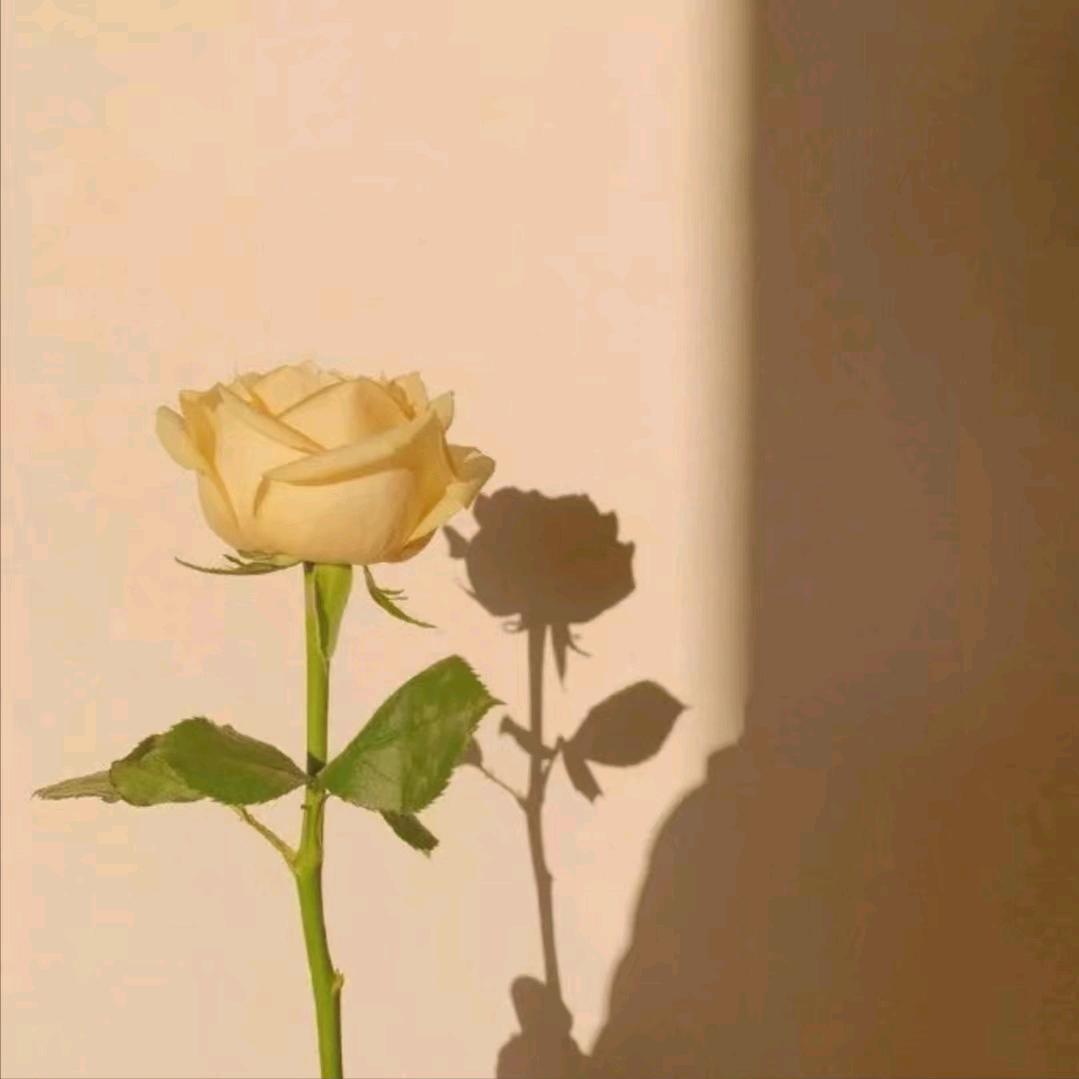 蔷薇花🌸