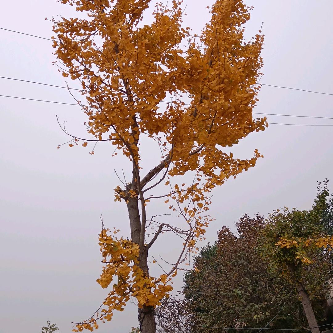 倪华情感百货