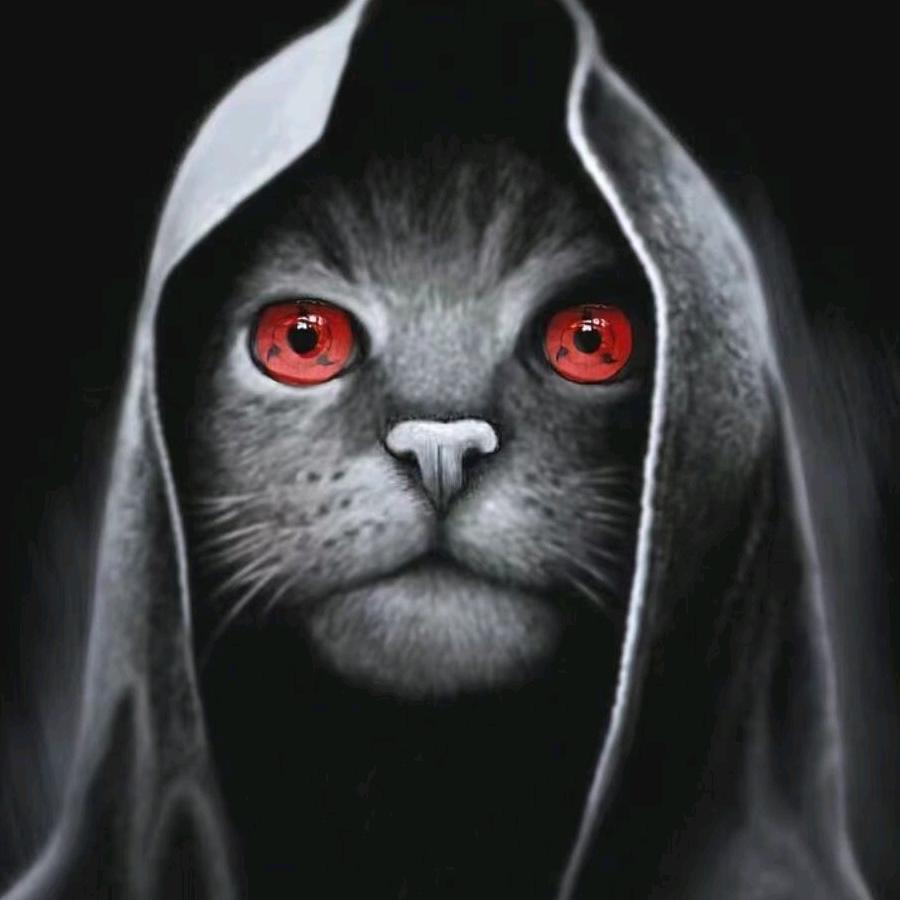 夜里走失的猫咪