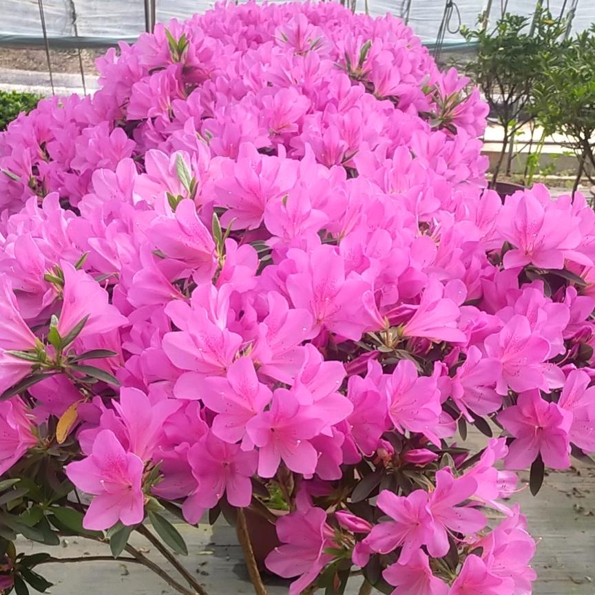 淡淡清香ok