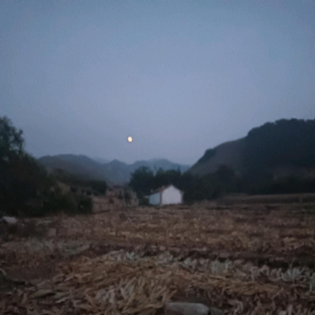花开四季