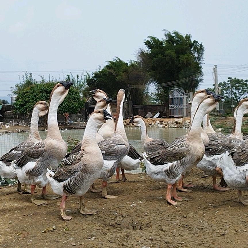 惠来县仙庵镇京陇村文丰养殖基地