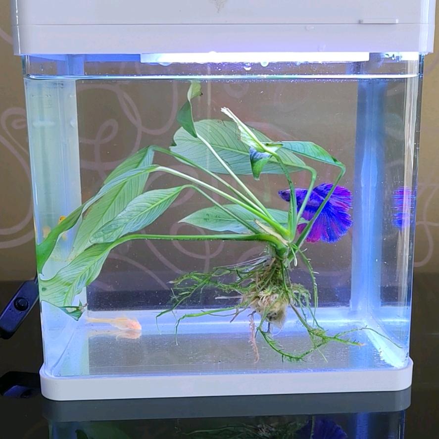 晓溪
