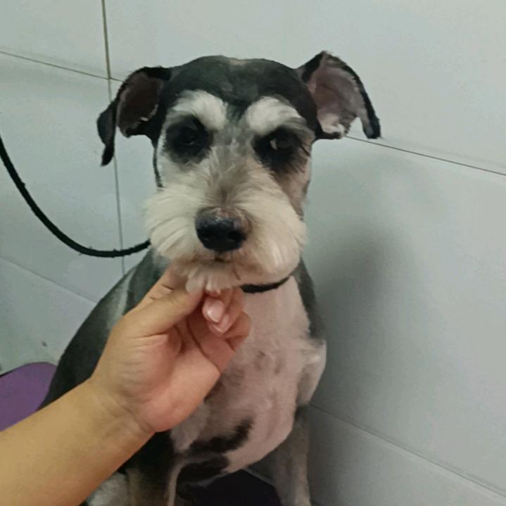 爱乐流浪狗🐕狗救养院——(2号）