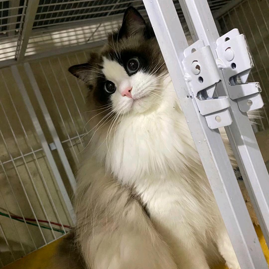 胖虎的布偶猫宠物服务店