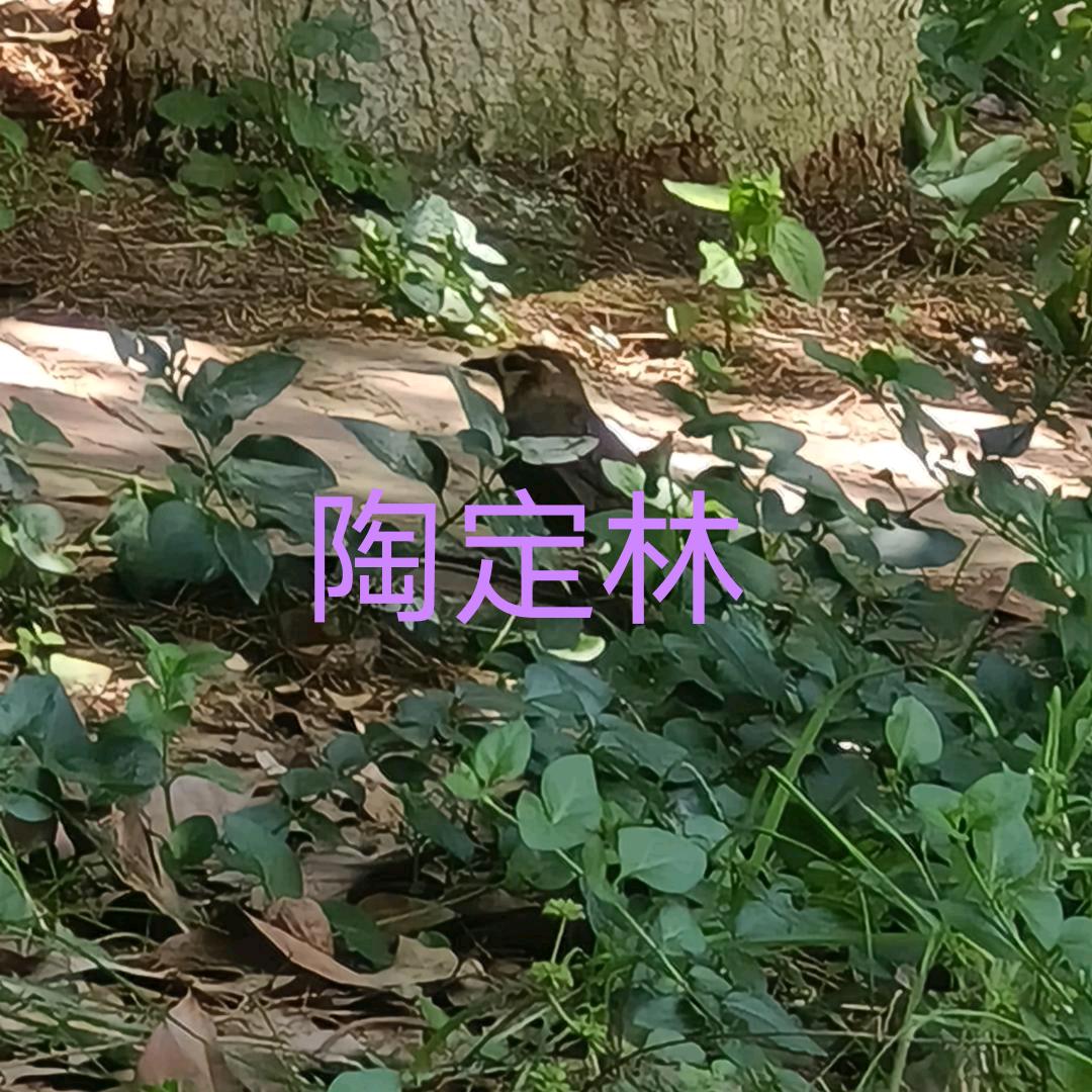 感性的桃子（陶定林）