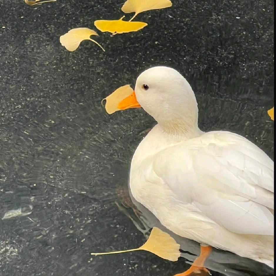 小🐑今天瘦了嘛