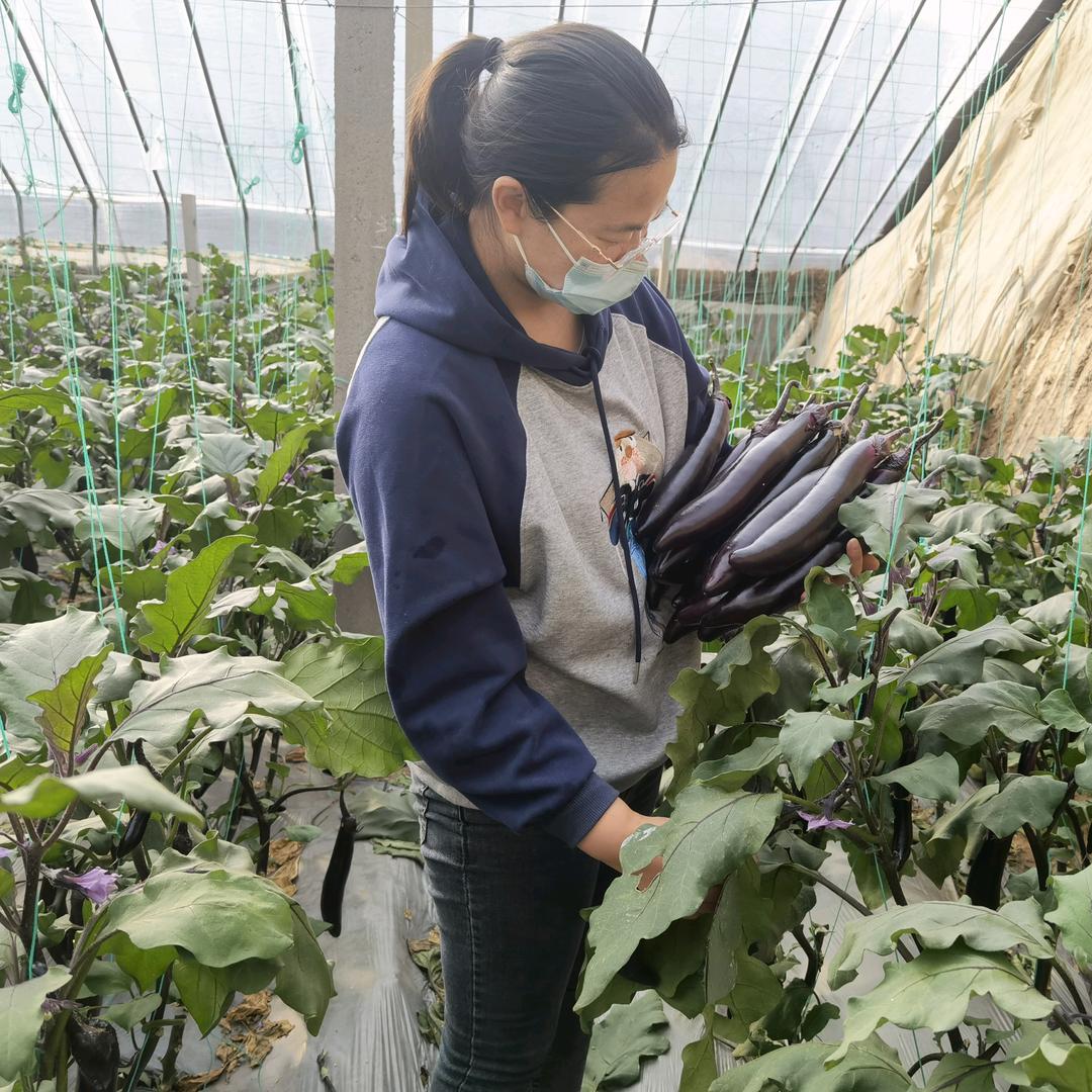 寿光葛秀茄子种植服务中心