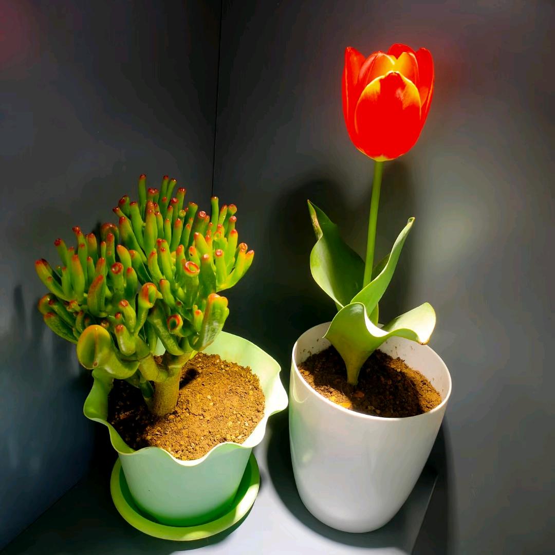 🥀ꦿ꯭麻辣小龙夏💞꧔ꦿ᭄