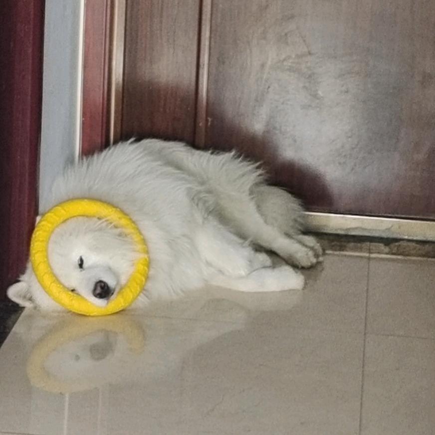 悦悦换屏（德州），寄修培训。