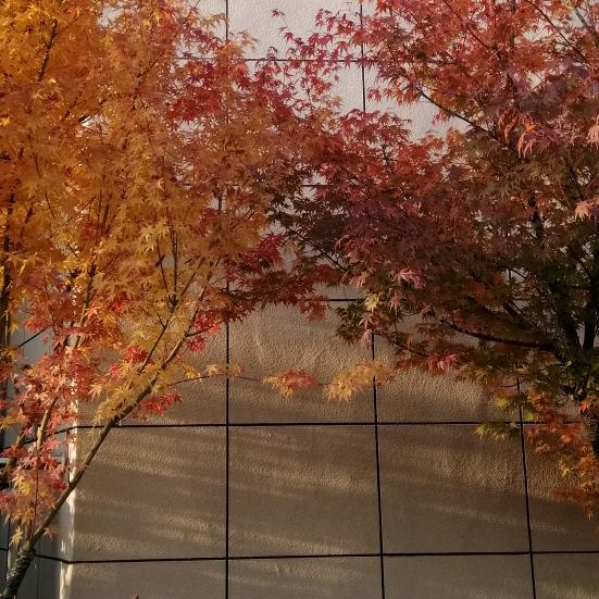 心随人愿