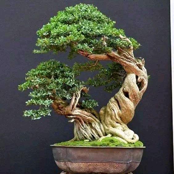 藏景阁