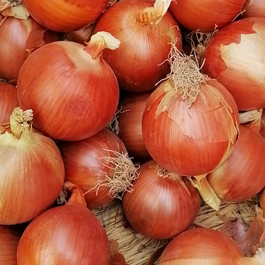 甘肃洋葱～阿东