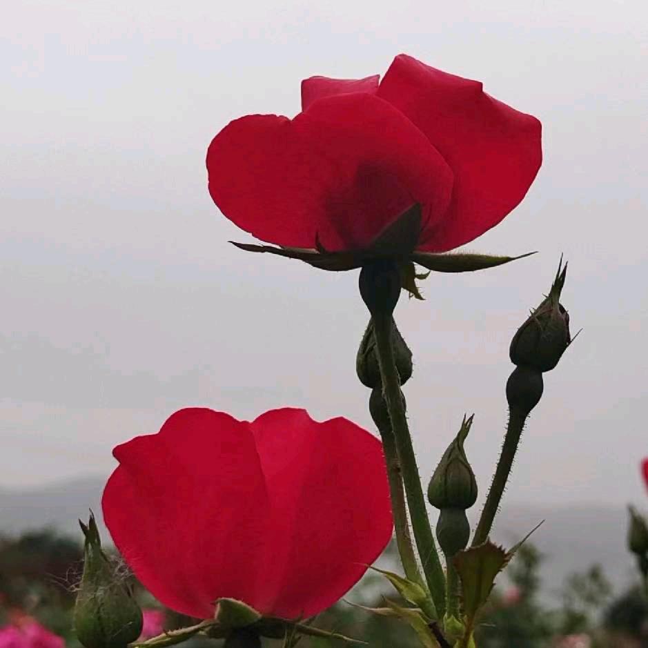 没有翅膀的天使