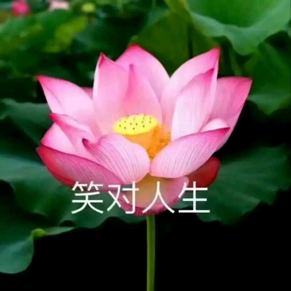 清谷幽兰