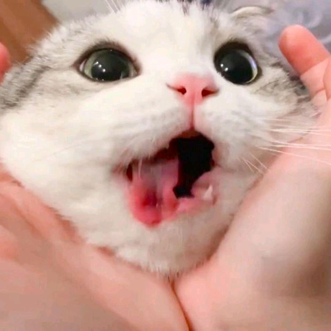 能鸽善污