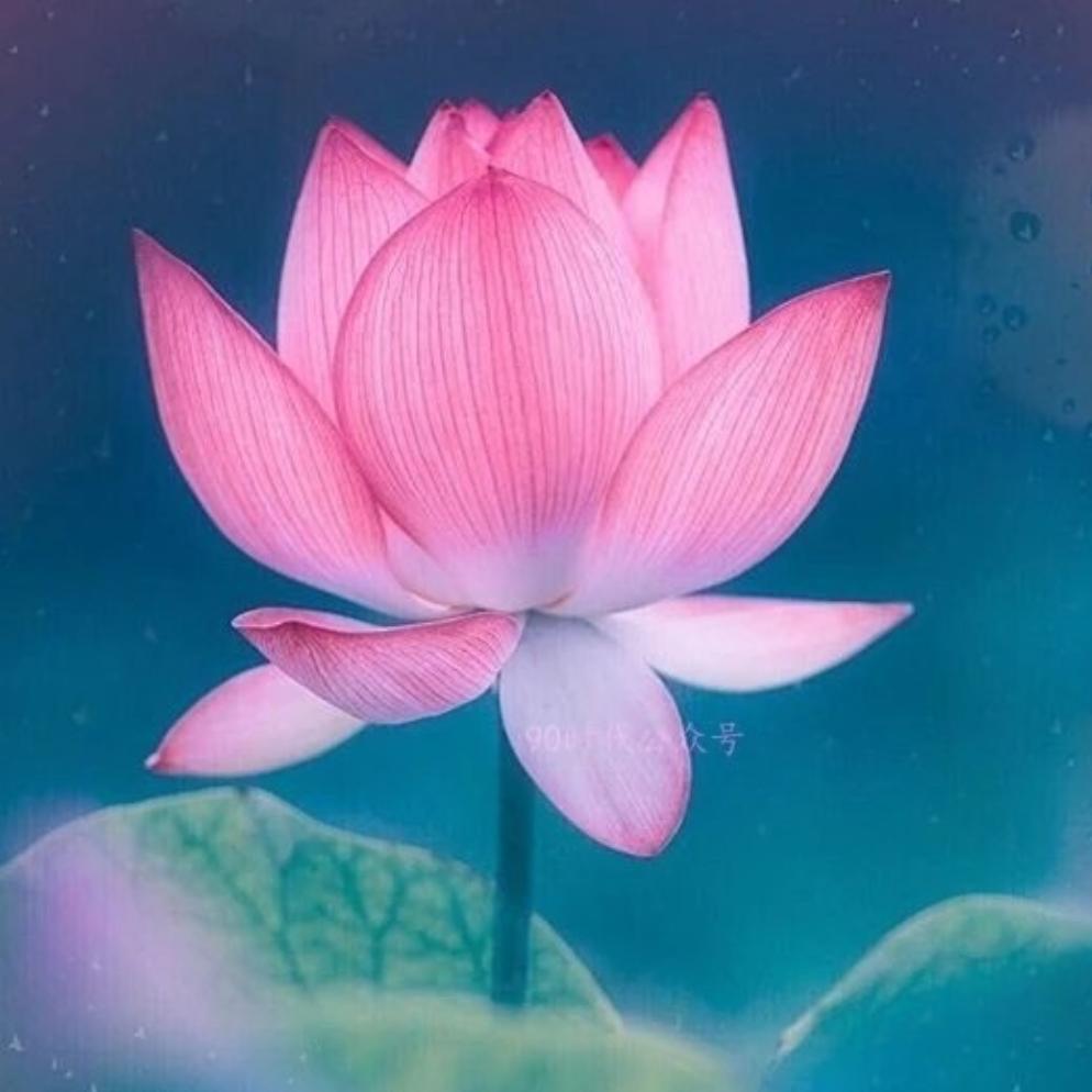 娇🌸