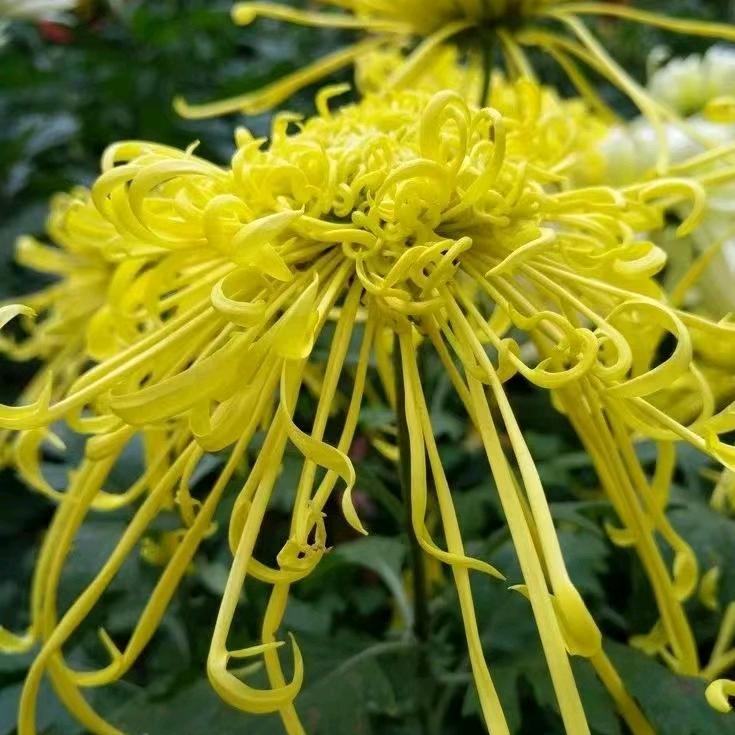 秋菊