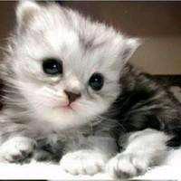 ღ᭄ °兵এ⁵²º᭄এ